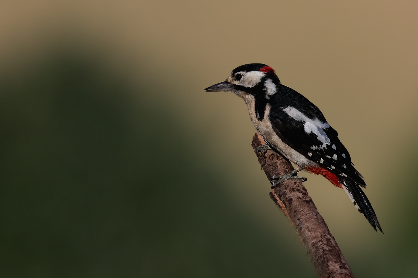 Strakapoud velký ( Dendrocopus major )