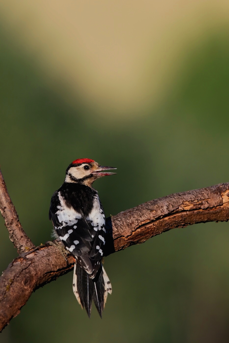 Strakapoud velký ( Dendrocopus major )