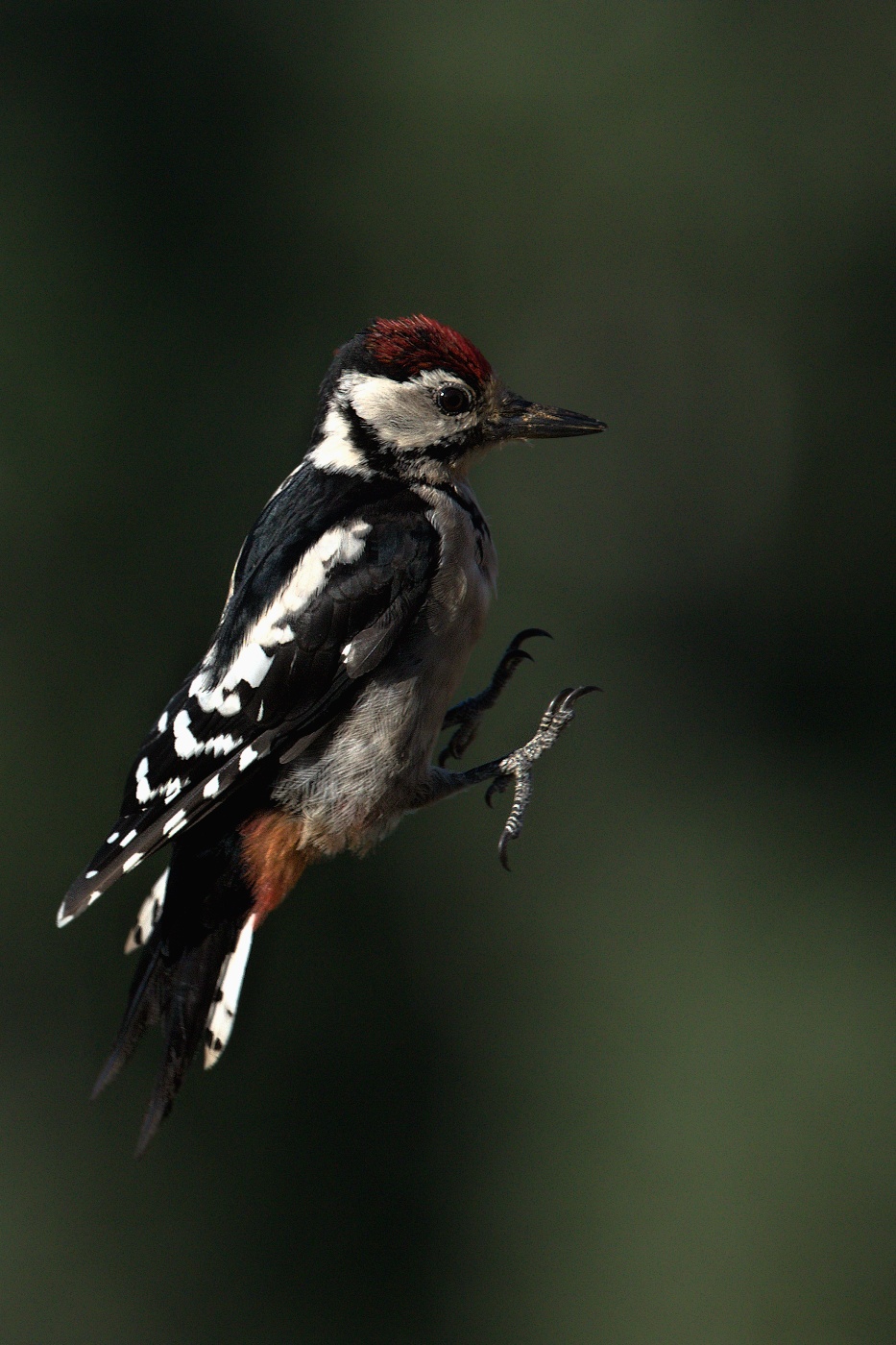 Strakapoud velký ( Dendrocopus major )