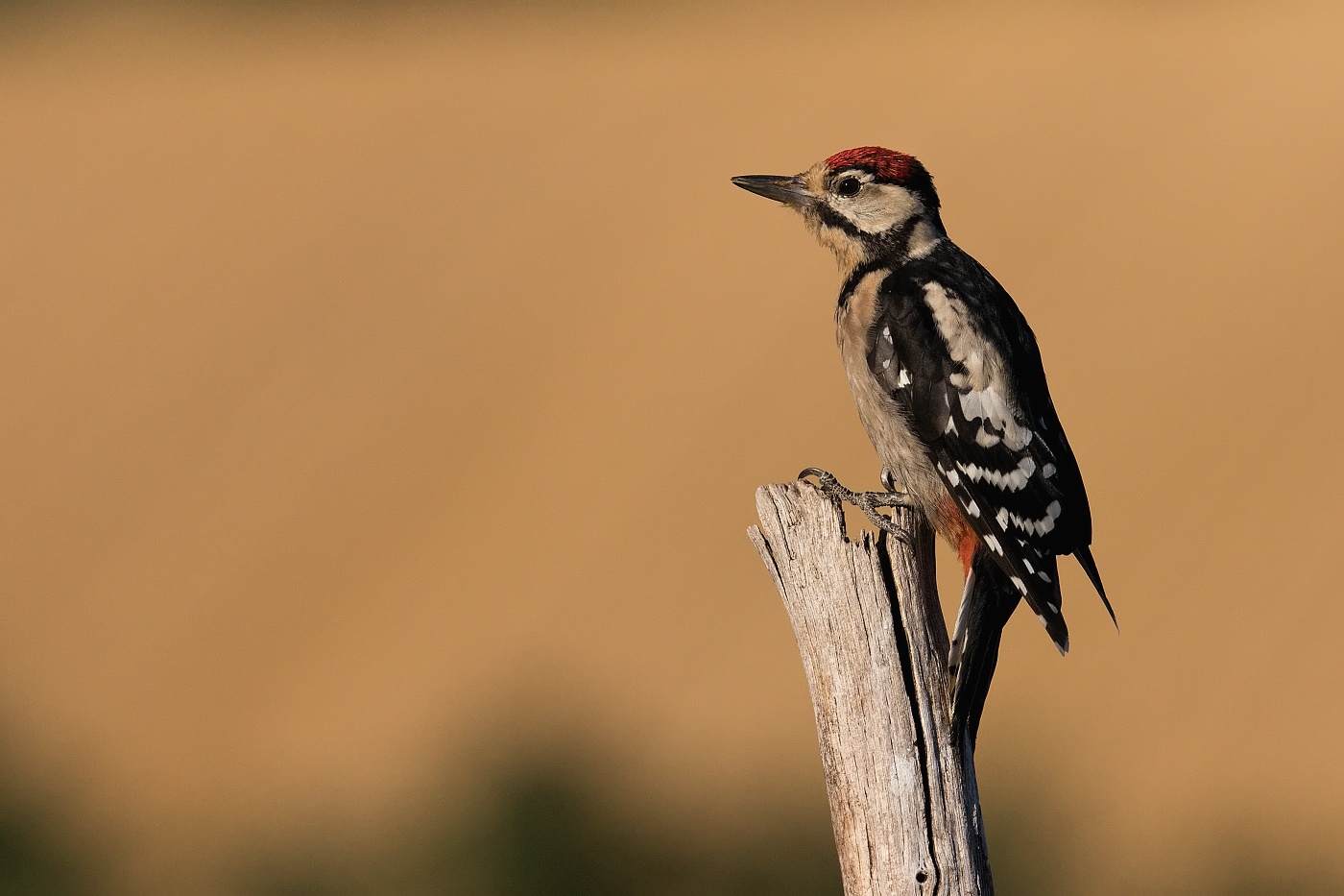 Strakapoud velký ( Dendrocopus major )