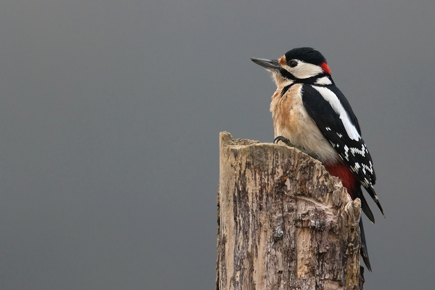 Strakapoud velký ( Dendrocopus major )