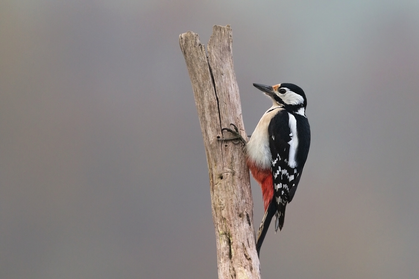 Strakapoud velký ( Dendrocopus major )