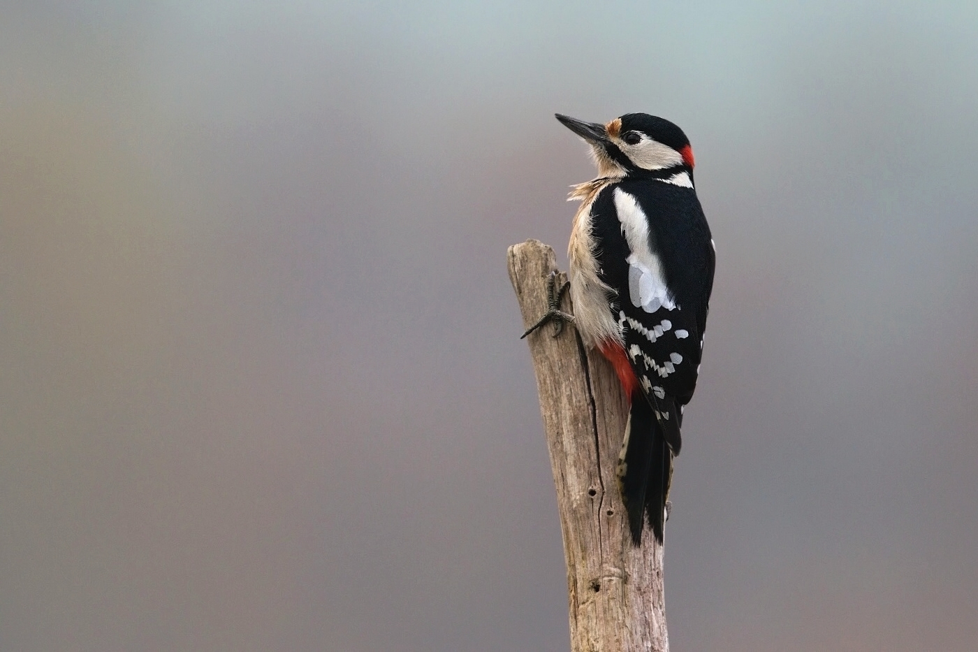 Strakapoud velký ( Dendrocopus major )