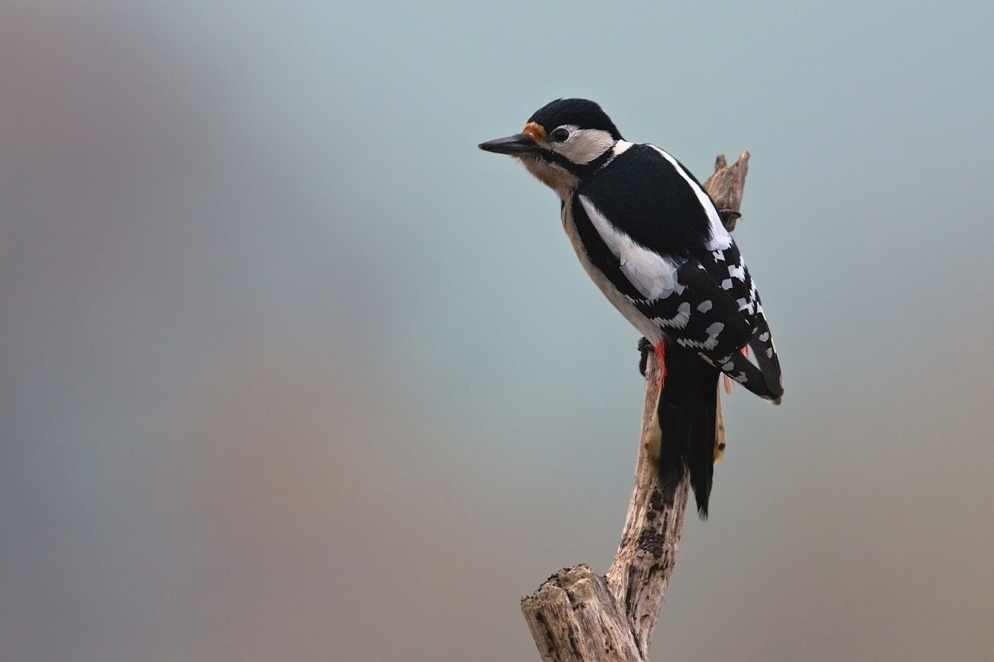 Strakapoud velký ( Dendrocopus major )