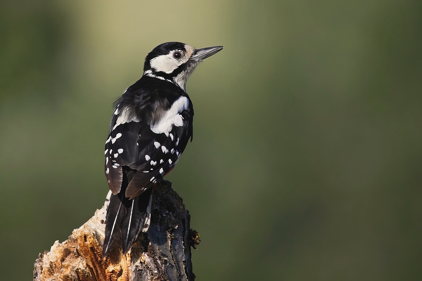 Strakapoud velký  ( Dendrocopus major )