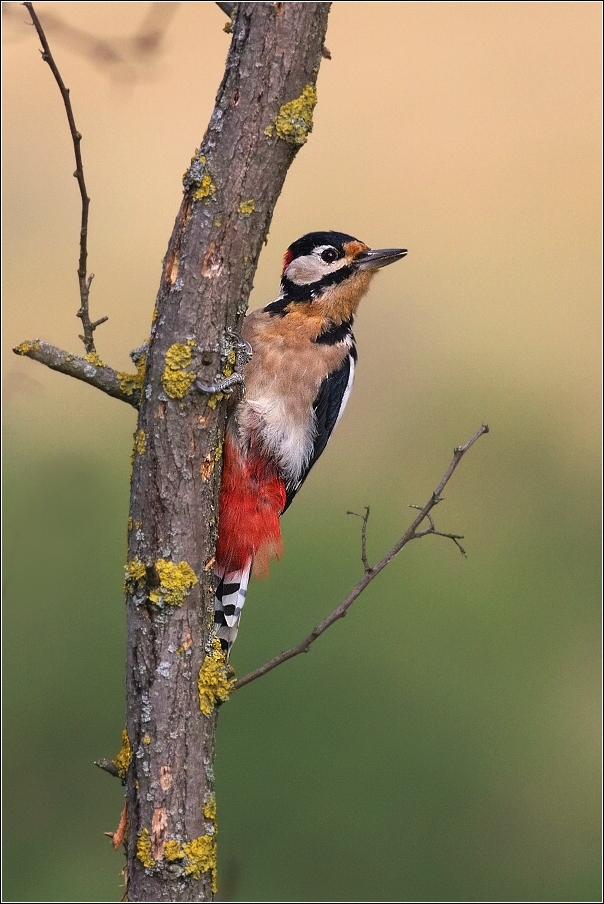 Strakapoud velký ( Dendrocopus major )