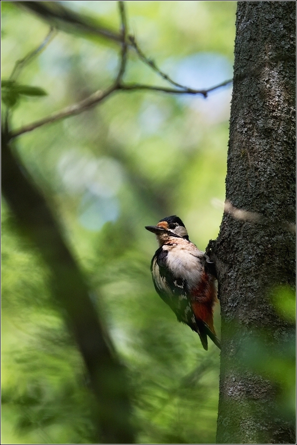 Strakapoud velký ( Dendrocopus major )