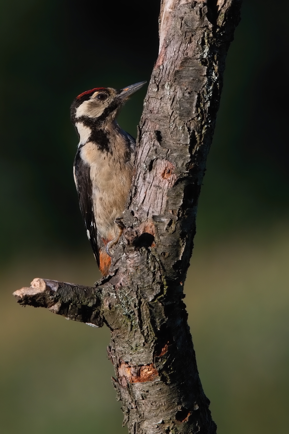 Strakapoud velký ( Dendrocopus major )