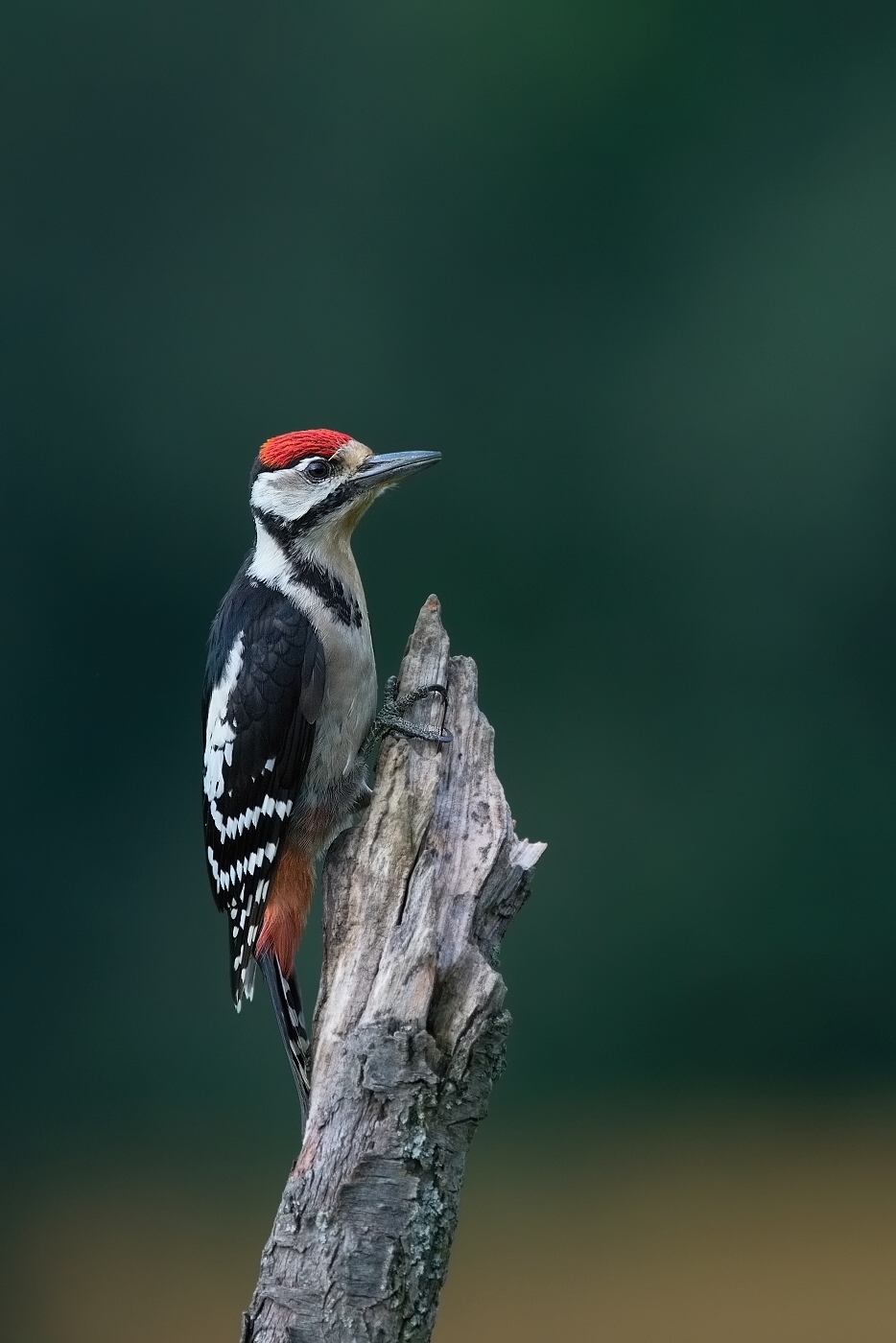 Strakapoud velký ( Dendrocopus major )