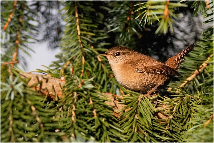 Střízlík obecný  ( Troglodytes troglodytes )