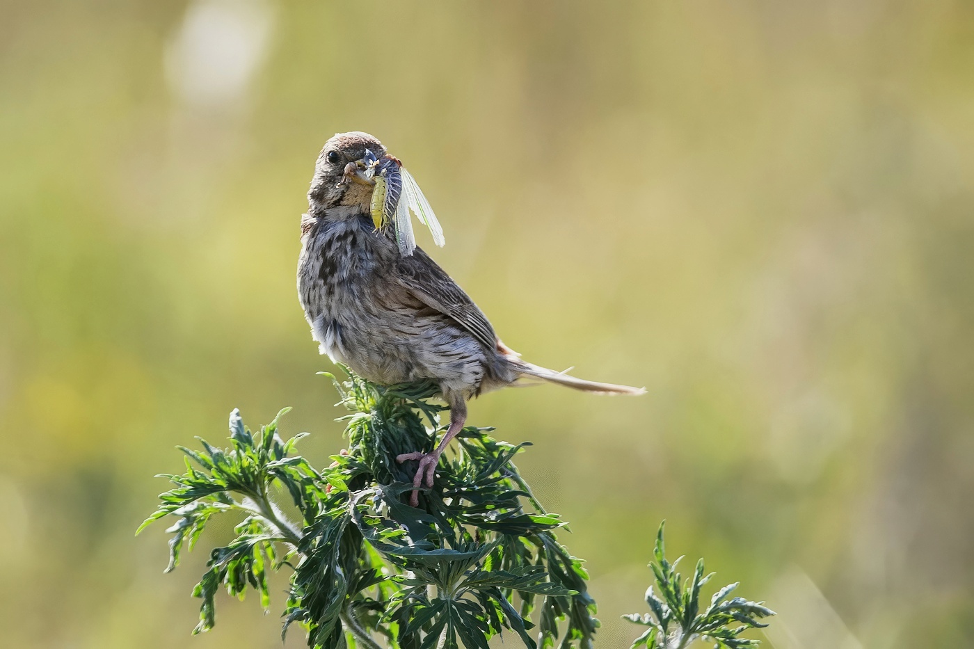 Strnad luční  ( Emberiza calandra )
