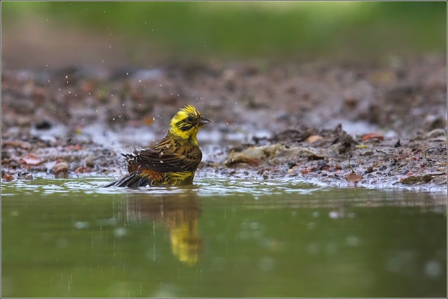 Strnad obecný  ( Emberiza citrinella )