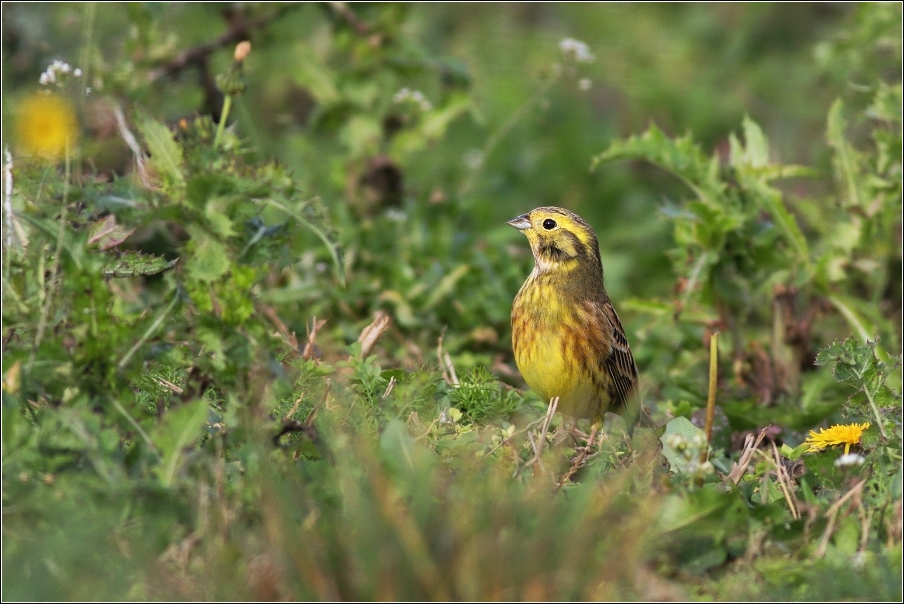 Strnad obecný  ( Emberiza citrinella )