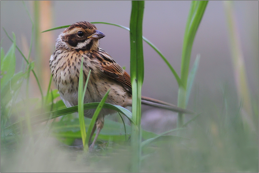 Strtnad rákosní ( Emberiza schoeniclus )