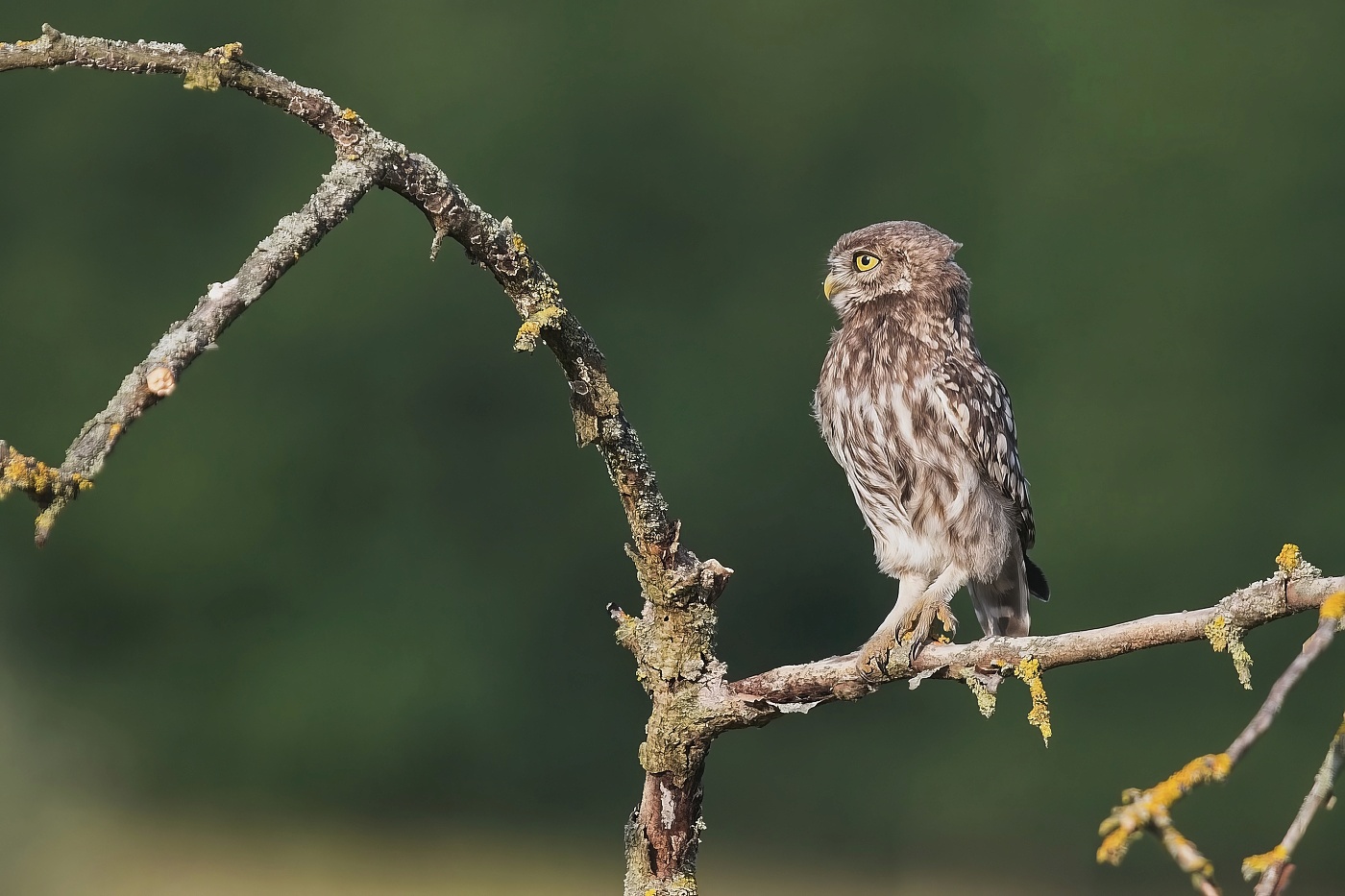 Sýček obecný  ( Athene noctua )