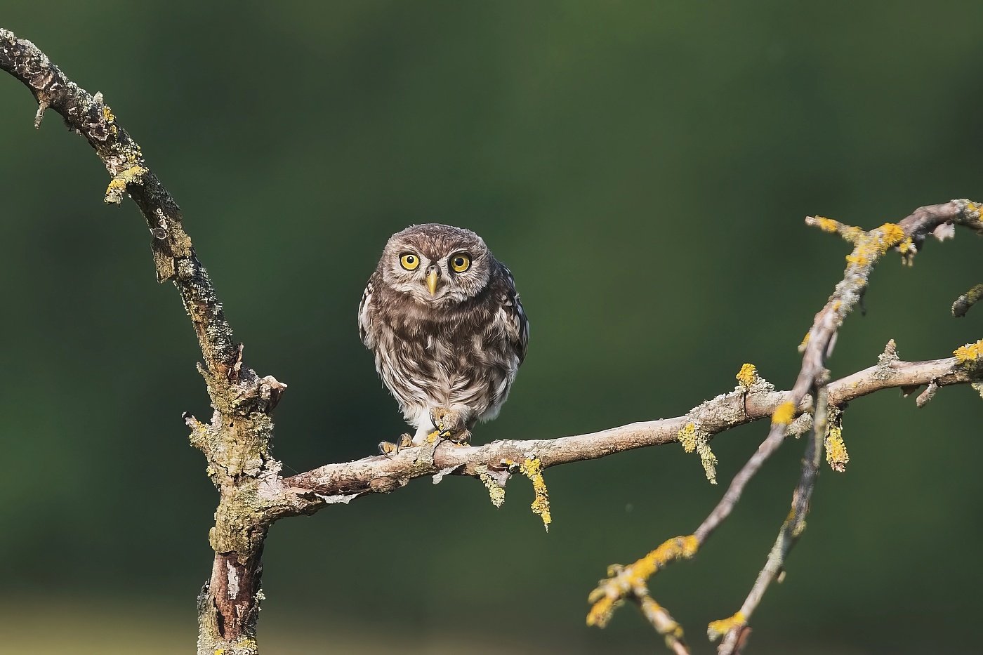 Sýček obecný  ( Athene noctua )
