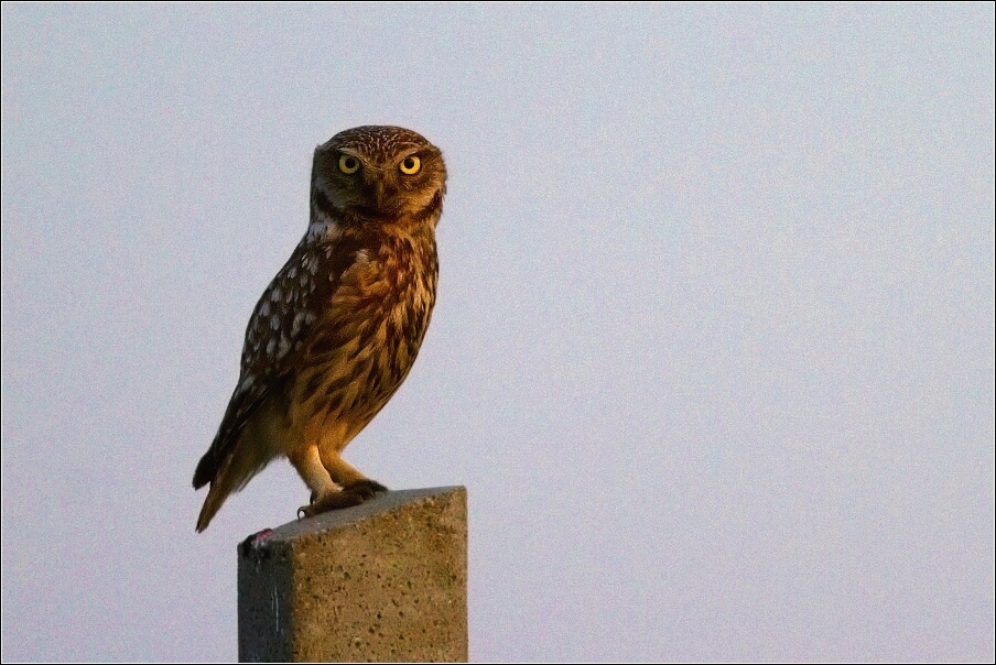 Sýček obecný  (Athene noctua )