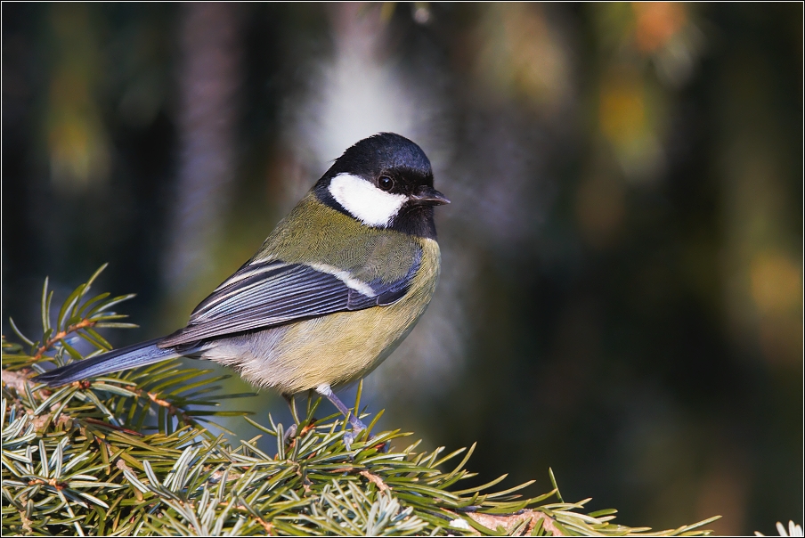 Sýkora koňadra  ( Parus major )