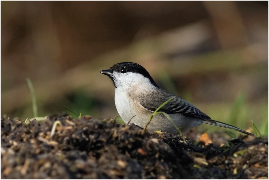 Sýkora lužní  ( Parus montanus )