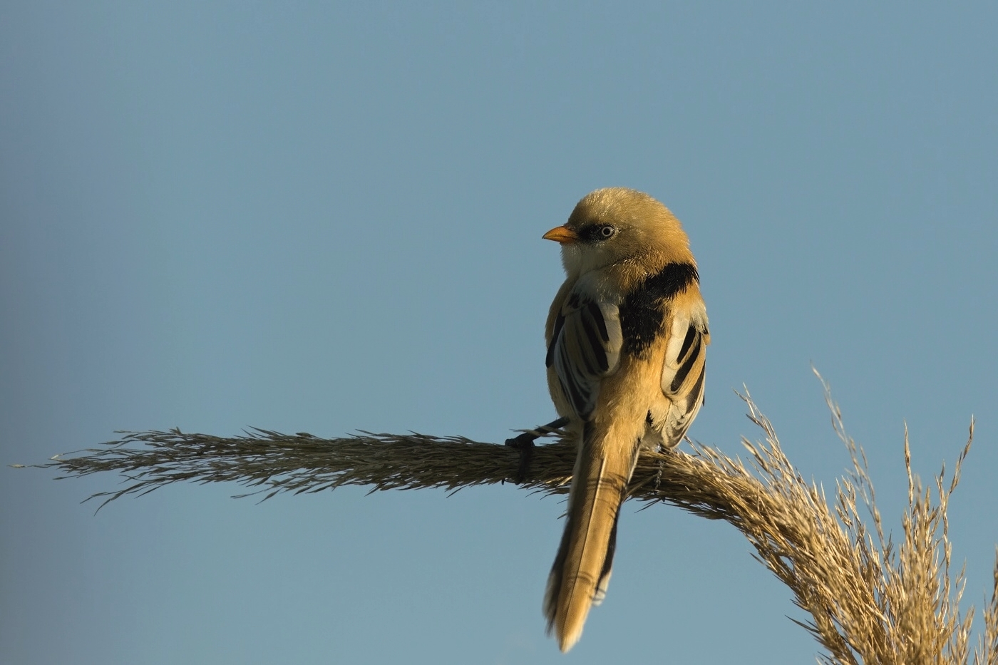 Sýkořice vousatá  ( Panurus biarmicus )