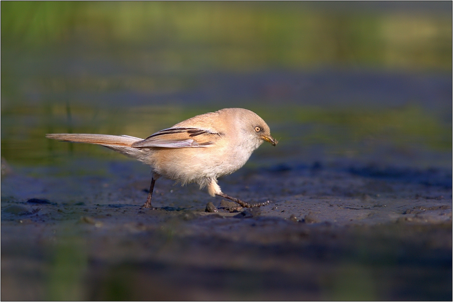 Sýkořice vousatá ( Panurus biarmicus )