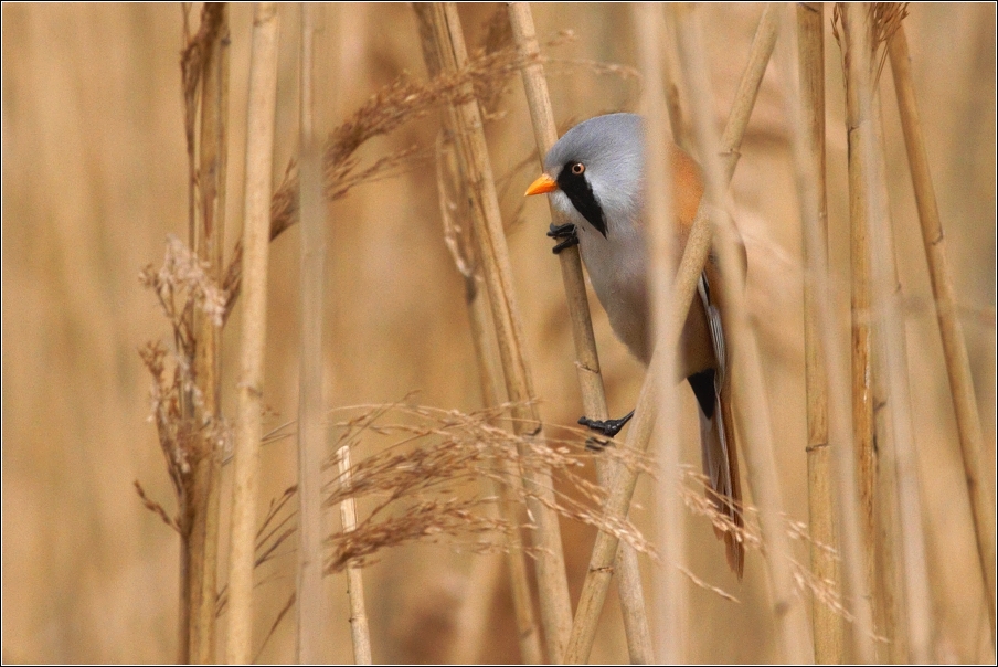 Sýkořice vousatá ( Panurus biarmicus )
