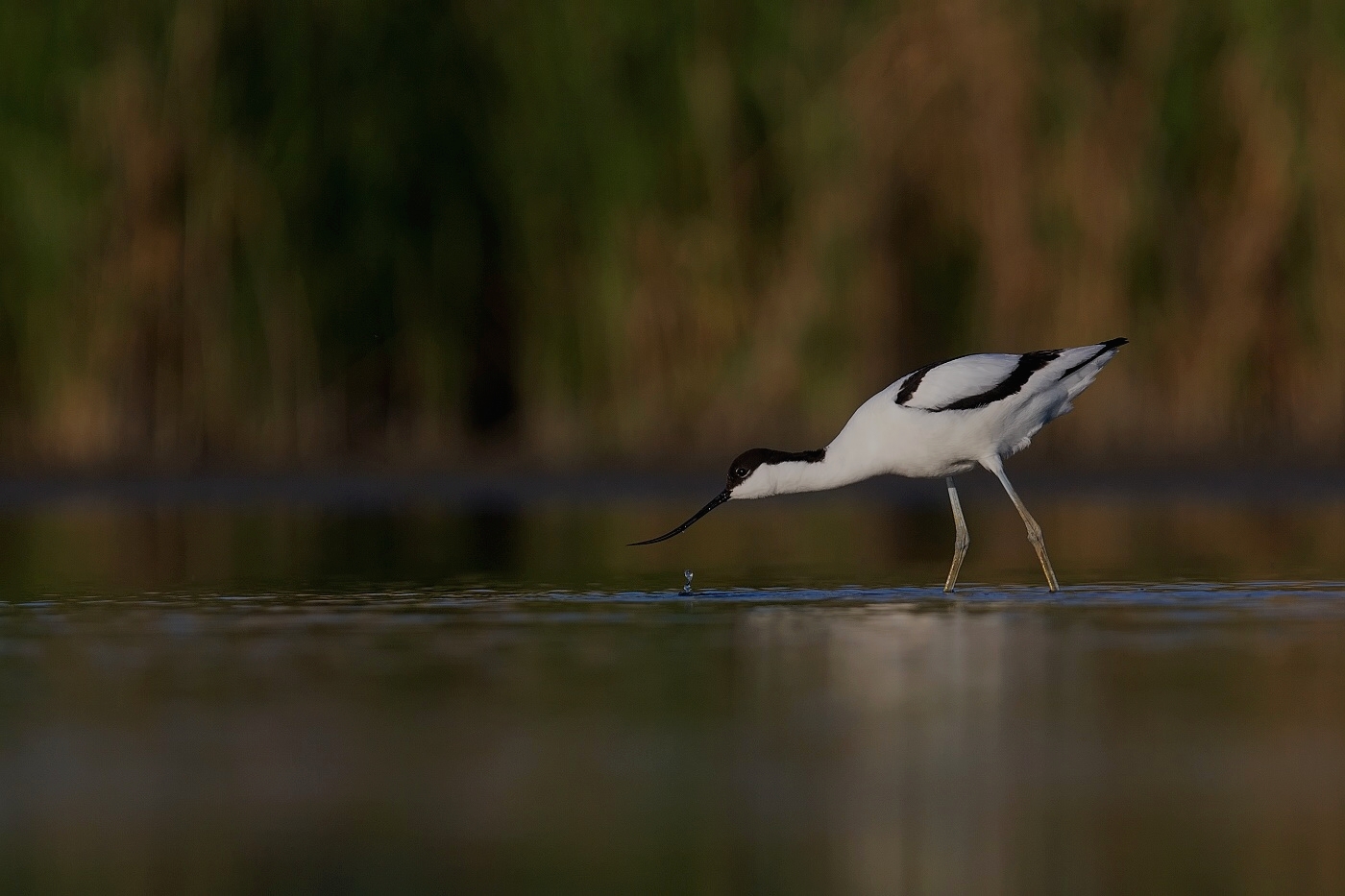 Tenkozobec opačný  ( Recurvirostra avosetta )