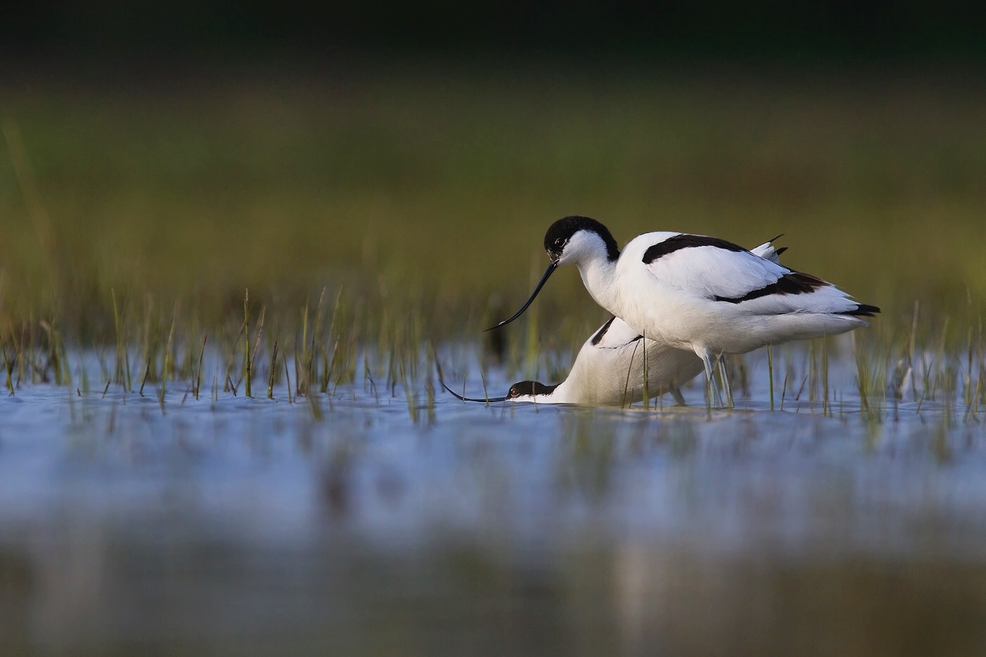 Tenkozobec opačný  ( Recurvirostra avosetta )