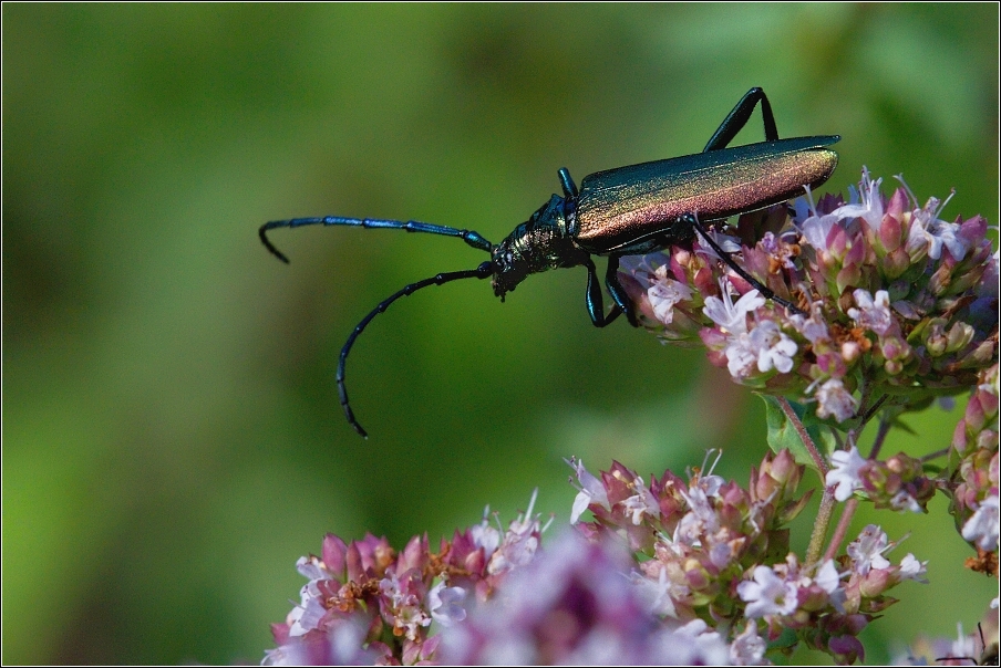 Tesařík pižmový  ( Aromia moschata )