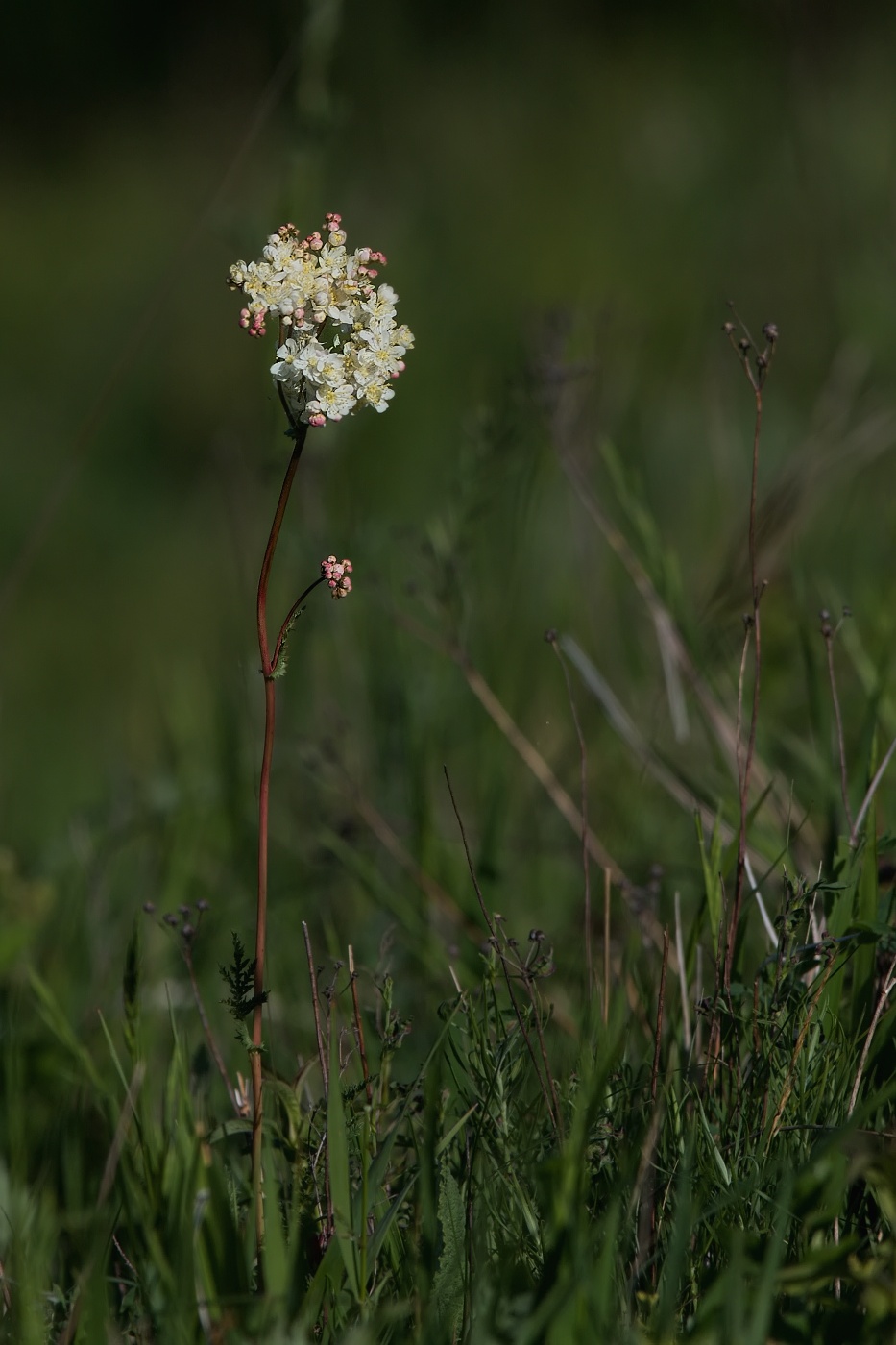 Tužebník obecný  ( Filipendula vulgaris )