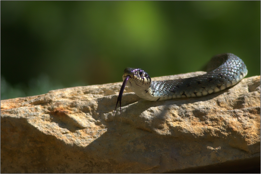 Užovka obojková ( Natrix natrix )