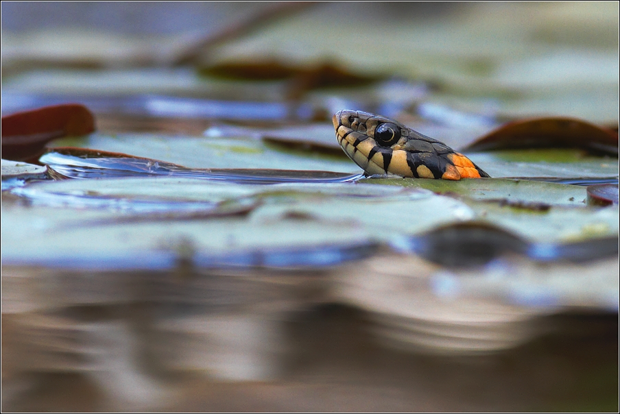 Užovka obojková ( Natrix natrix )