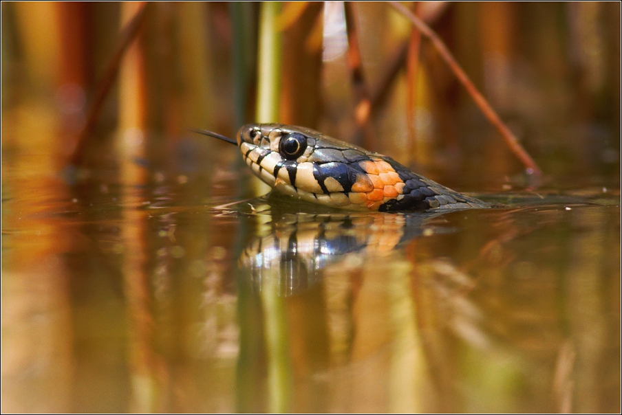 Užovka obojková ( Natrix natrix )