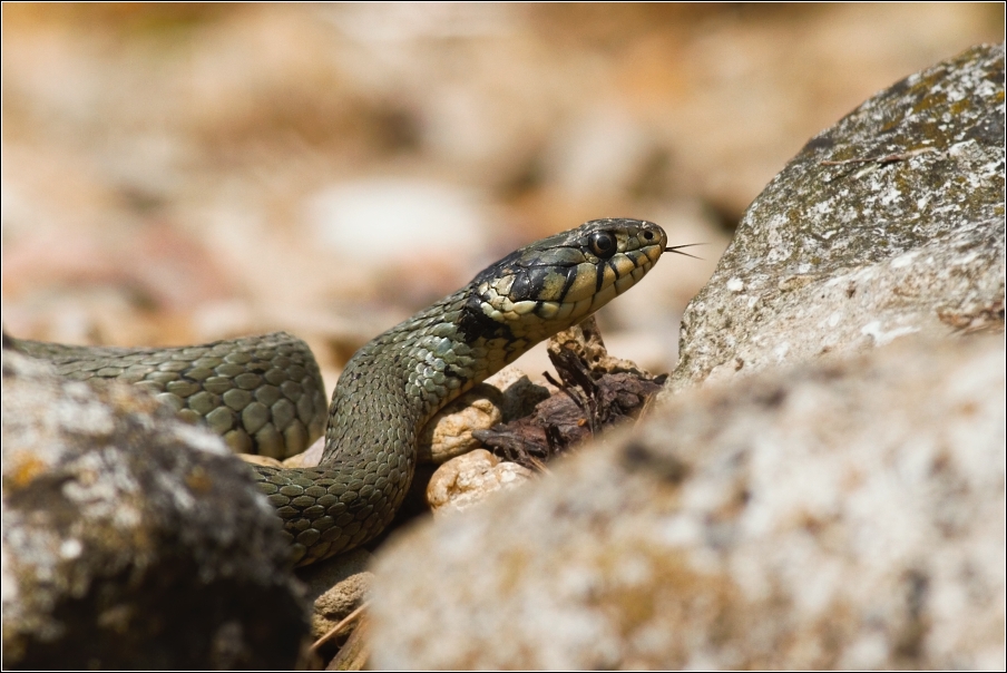 Užovka obojková ( Natrix natrix )