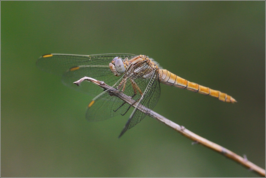 Vážka žlutoskvrnná  ( Orthetrum coerulescens )