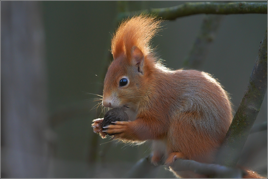 Veverka obecná  ( Sciurus vulgaris )