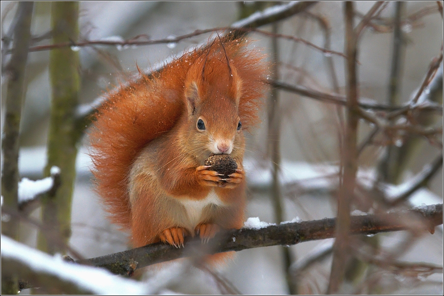 Veverka obecná  ( Sciurus vulgaris )