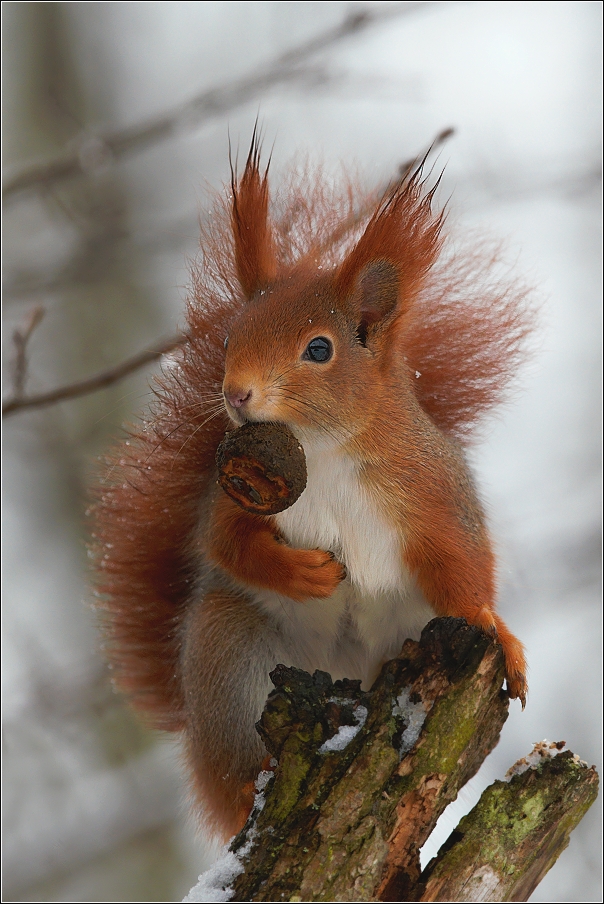 Veverka obecná  ( Sciurus vulgaris )