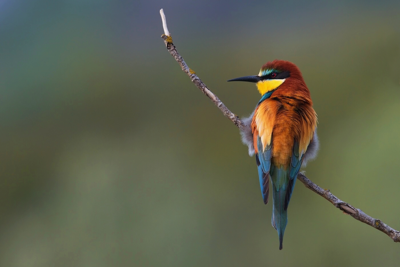 Vlha pestrá  ( Merops apiaster )