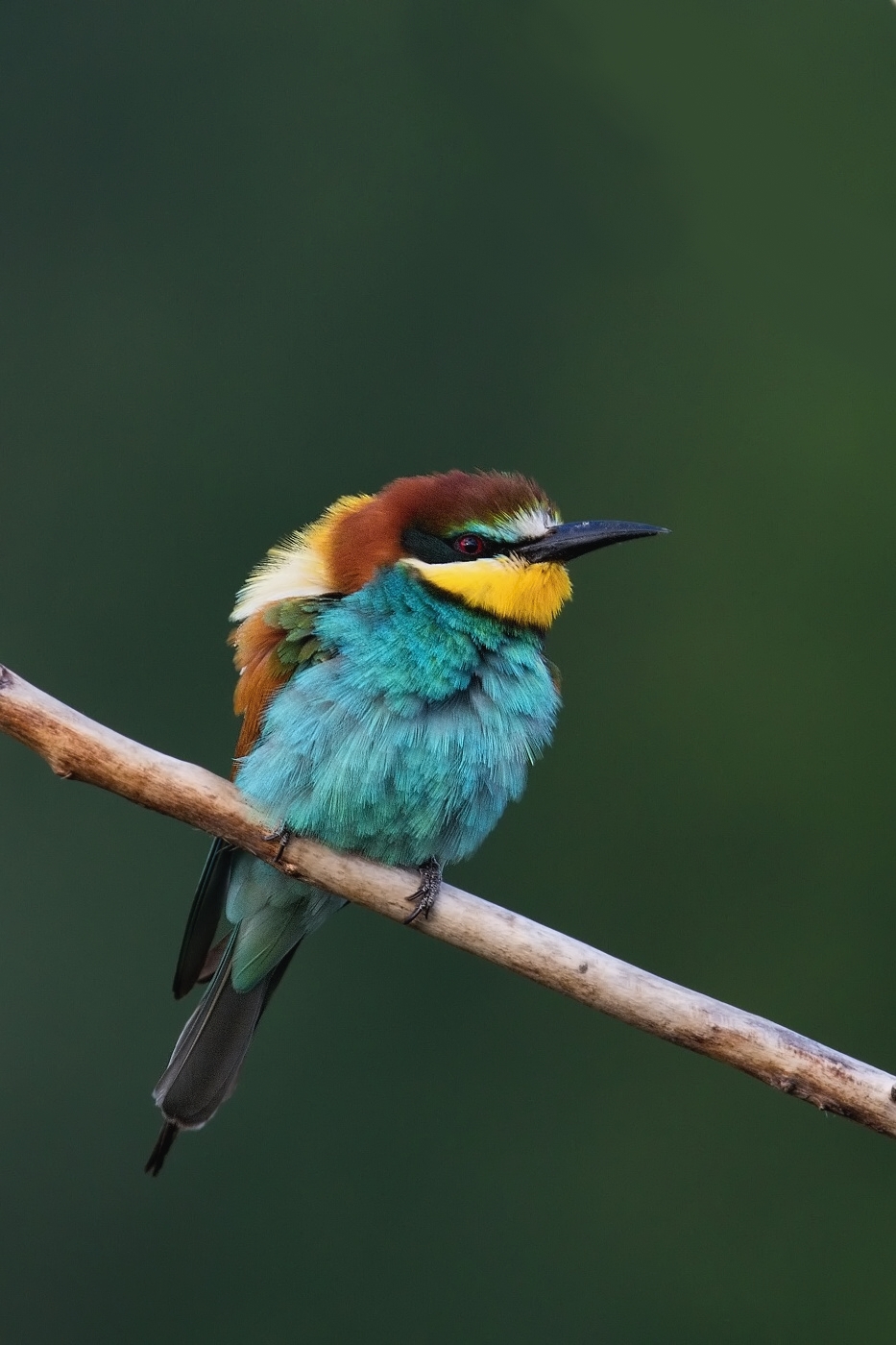 Vlha pestrá  ( Merops apiaster )