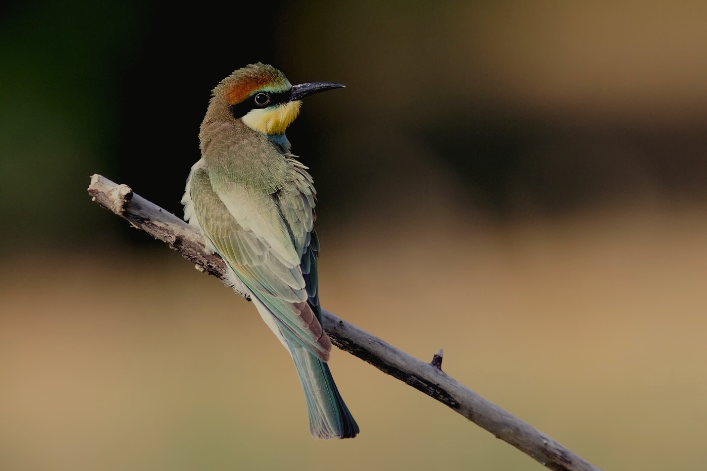 Vlha pestrá  ( Merops apiaster )