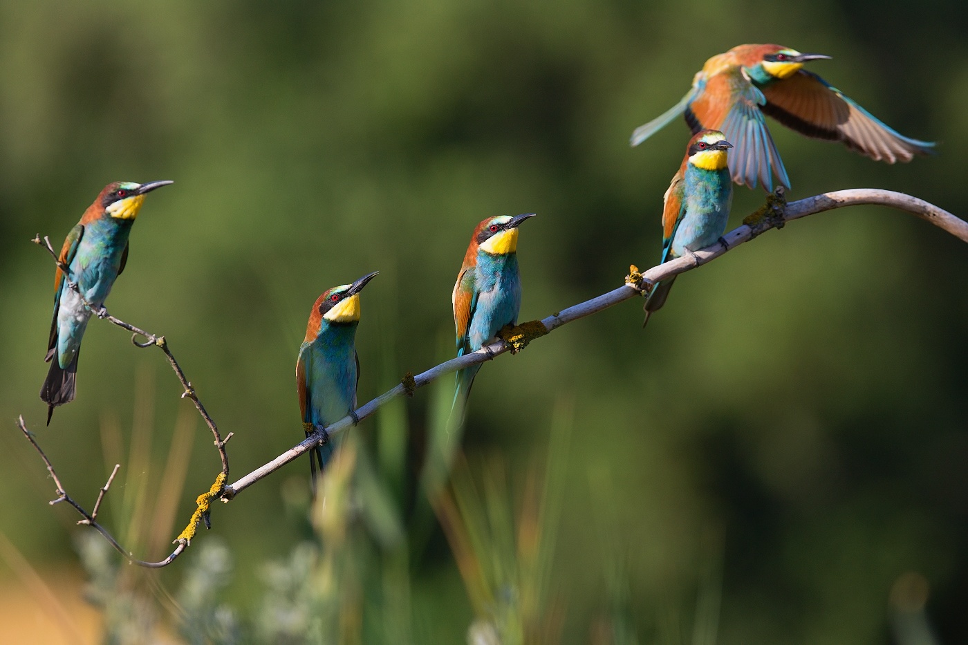 Vlha pestrá  ( Merops apiaster )