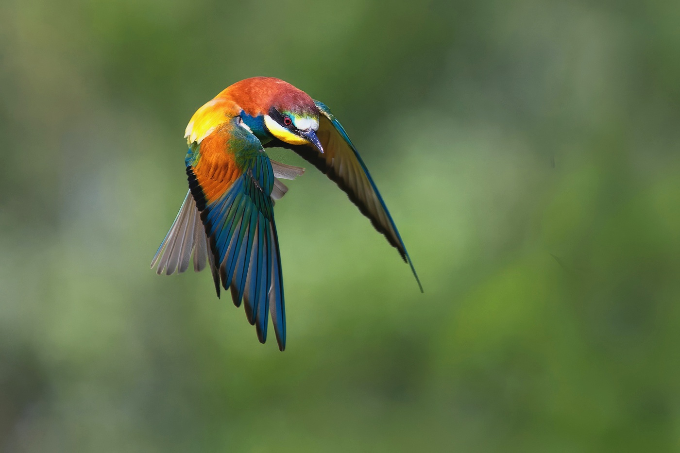 Vlha pestrá  ( Merops apiaster )