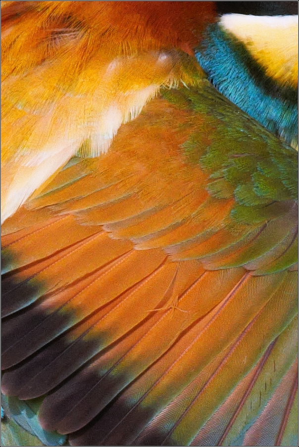 Vlha pestrá  ( Merops apiaster )