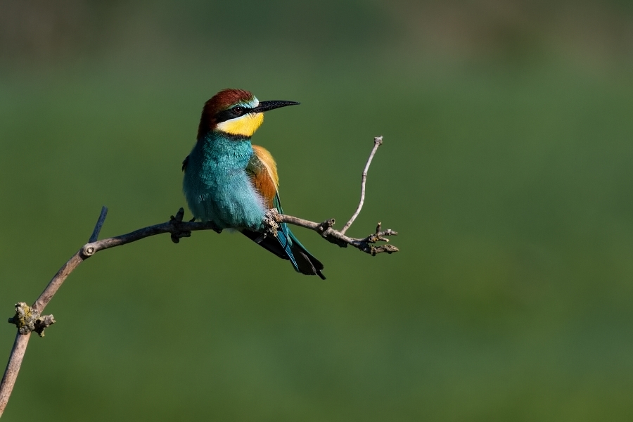 Vlha pestrá  ( Merops apiastr )