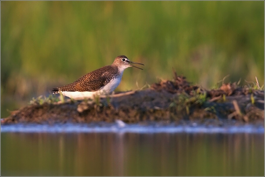 Vodouš kropenatý ( Tringa ochropus )