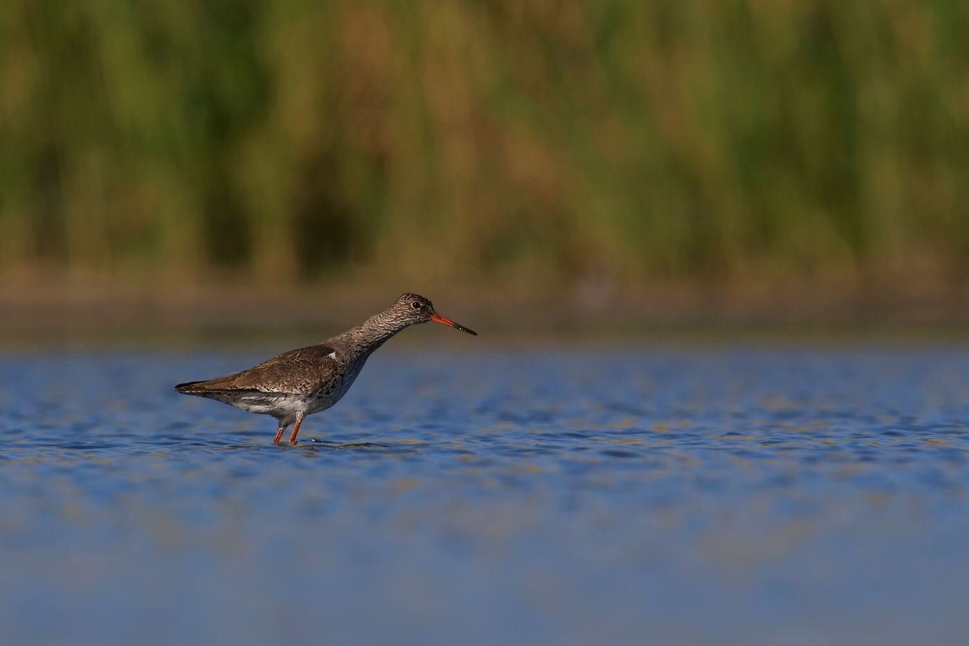 Vodouš rudonohý  ( Tringa totanus )