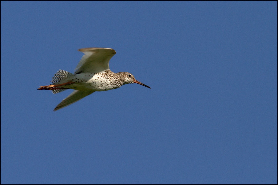 Vodouš rudonohý ( Tringa totanus )