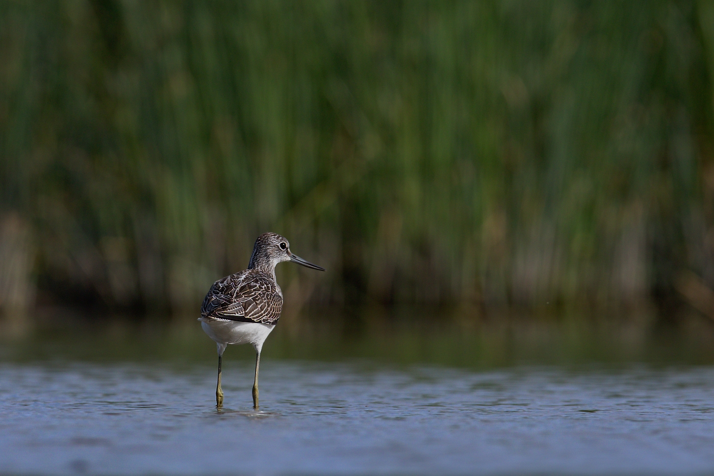 Vodouš šedý  ( Tringa nebularia )