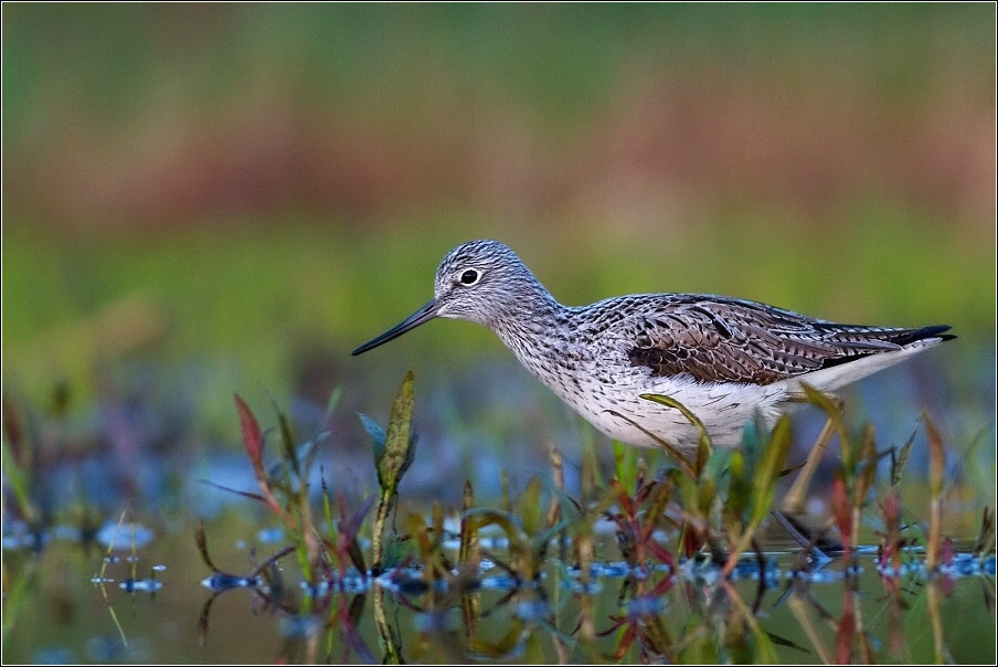 Vodouš šedý  ( Tringa nebularia )